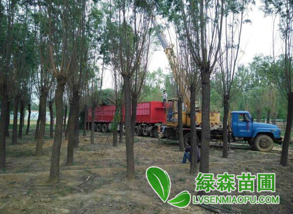 哪里的饅頭柳便宜