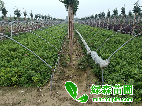 河北四季玫瑰價格是多少錢