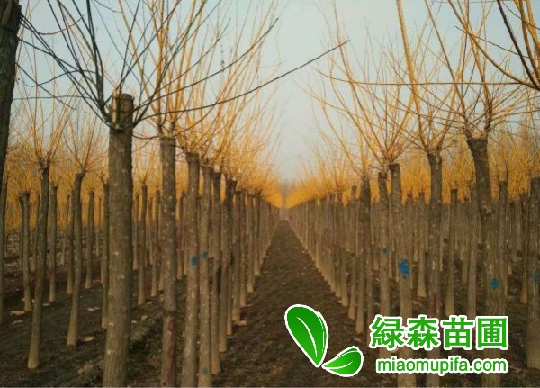 11公分黃金槐多少錢