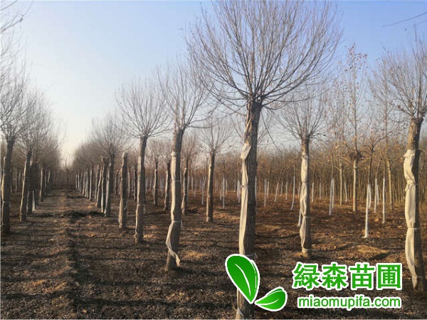 饅頭柳的園林應用