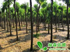 紅花刺槐和刺槐的區別