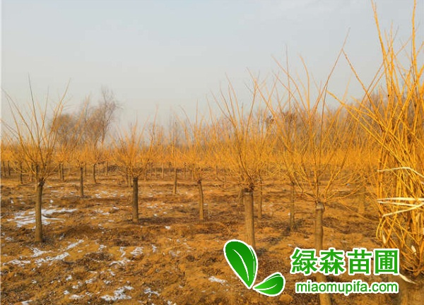 4公分矮接金枝槐目前市場價格是多少